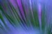 agapanthus direct